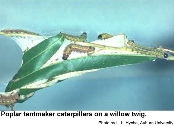Poplar tentmaker caterpillars on a willow twig