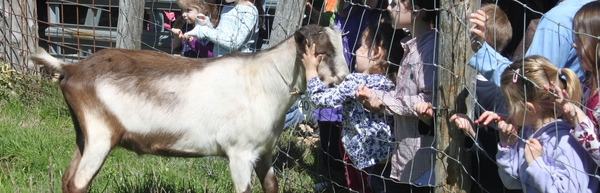 Children reach through fence to pet a goat