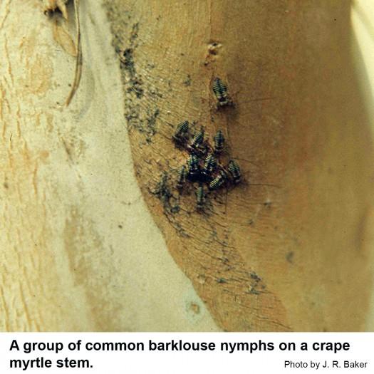 A group of common barklouse nymphs on a crape myrtle stem
