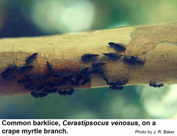 Cerastipsocus venosus on a crape myrtle branch