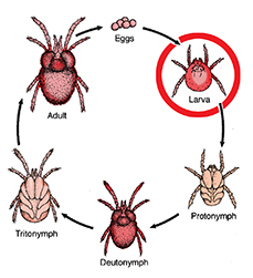 Life cycle of a chigger