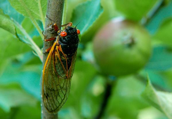 Periodical cicada (brood XIV, 2008)