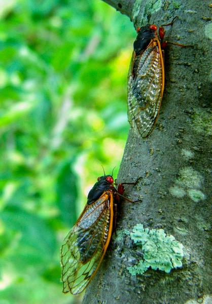 Periodical cicadas (brood XIV, 2008)
