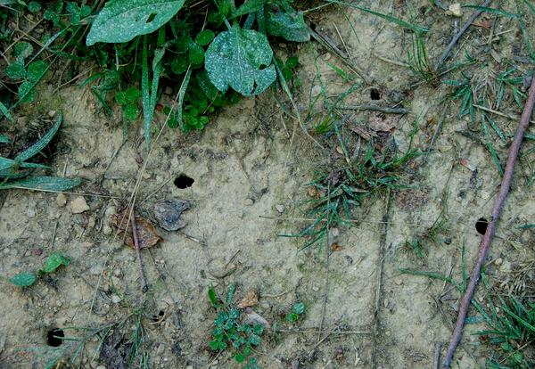 Cicada emergence holes