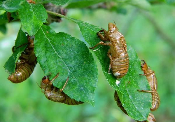 Cicada nymph exoskeletons, after molting to adulthood