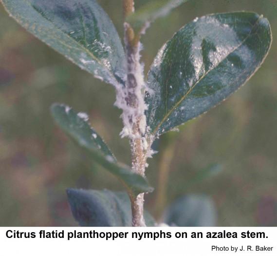 Citrus flatid planthopper nymphs on azalea stem.