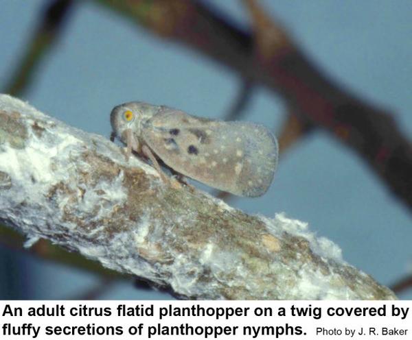 An adult citrus flatid planthopper on a twig covered by fluffy secretions of planthopper nymphs
