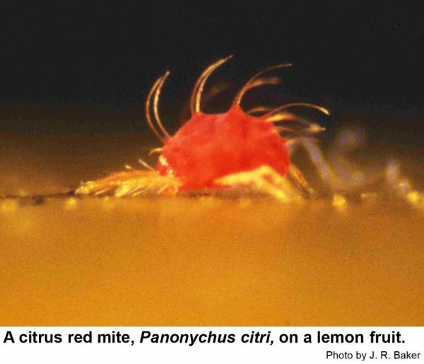 A citrus red mite on a lemon fruit.