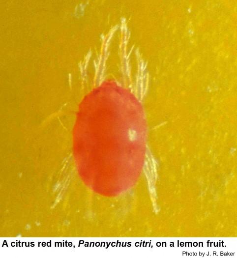Citrus red mite, Panonychus citri, on a lemon fruit.