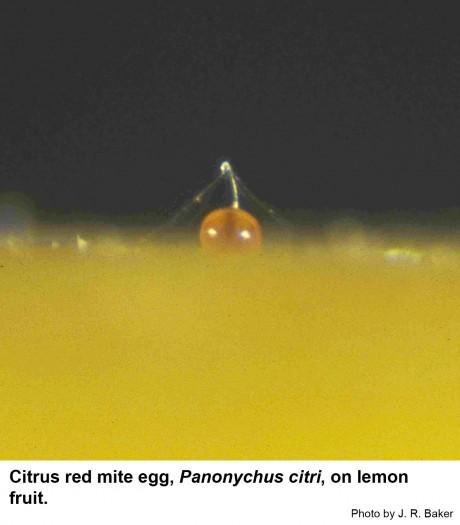 Citrus red mite egg on lemon fruit.