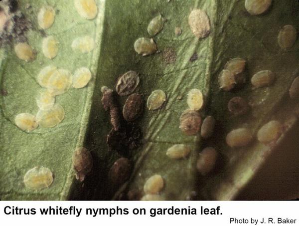 Citrus whitefly nymphs are flat and yellowish.
