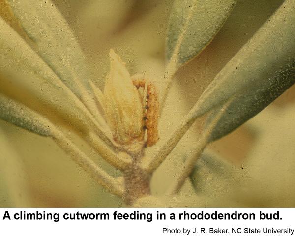 A climbing cutworm feeding in a rhododendron bud.