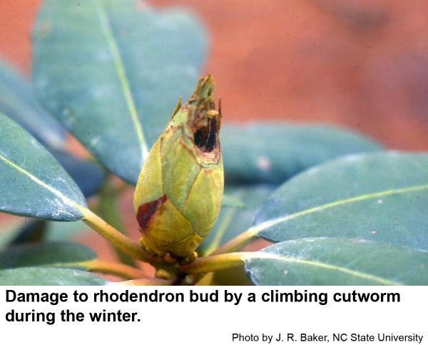 Damage to rhododendron bud by a climbing cutworm during the winter