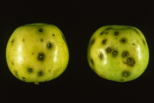 Codling moth 'stings' on apples