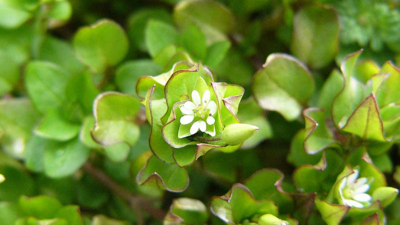 Common chickweed flower color.