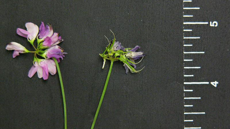 Common vetch flower color.