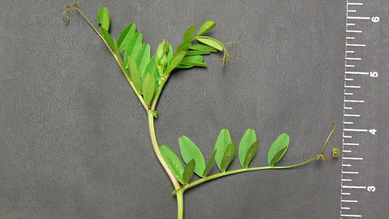 Common vetch leaf arrangement.