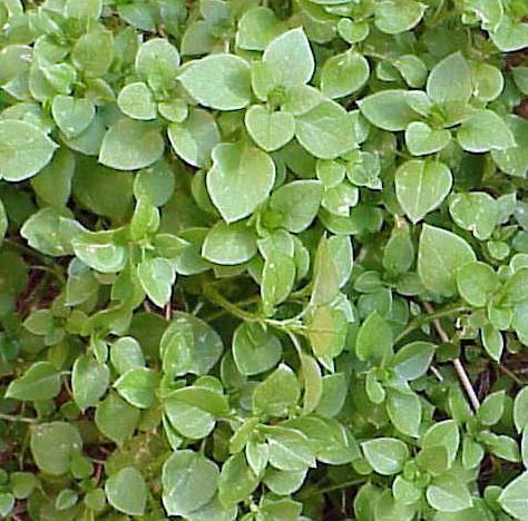 Photo of common chickweed