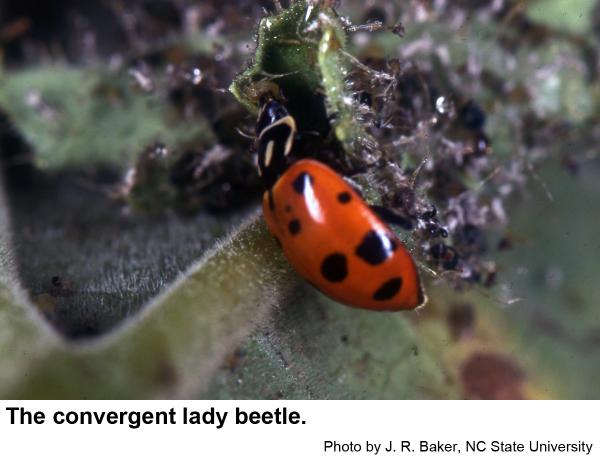 The convergent lady beetle is one of our most common lady beetle