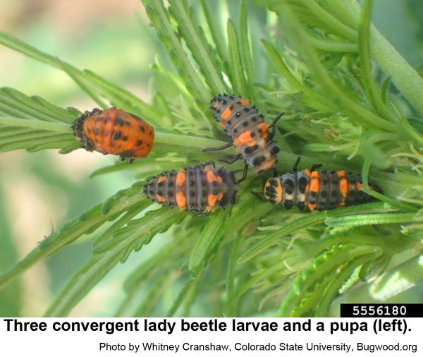 Older convergent lady beetle larvae are grayish blue with three