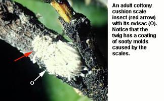 Figure 6. An adult cottony cushion scale insect.