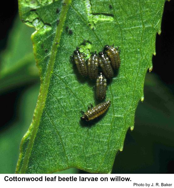 cottonwood leaf beetle larvae on willow