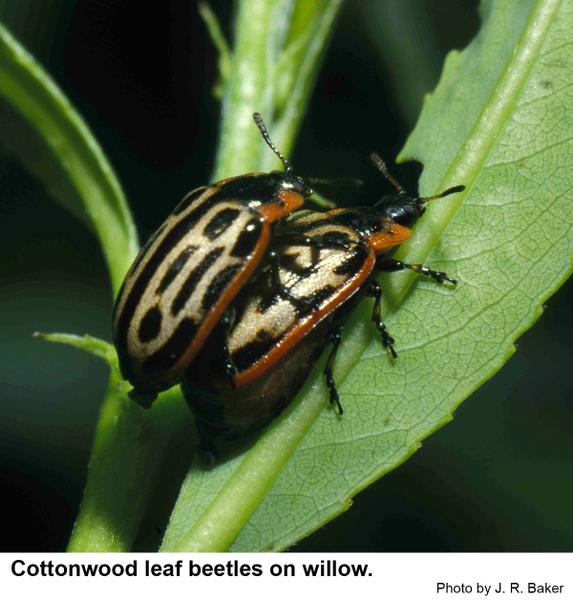 Two cottonwood leaf beetles on willow