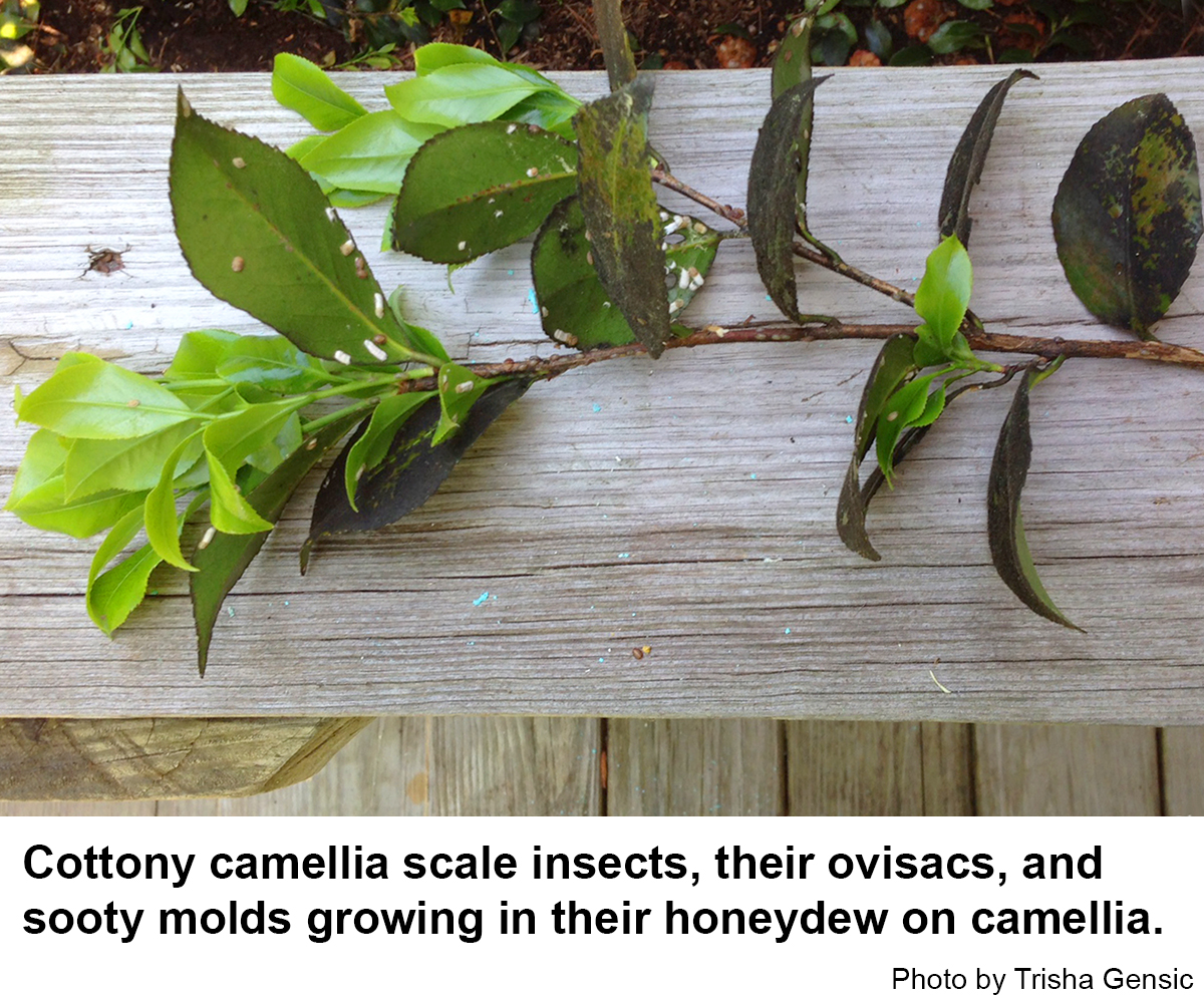 Cottony camellia scale insects, their ovisacs, and sooty molds growing in their honeydew on camellia.