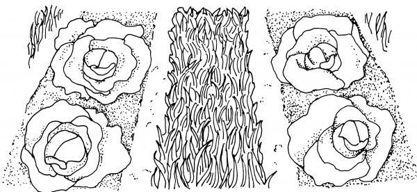 drawing of cover crop between two lettuce beds
