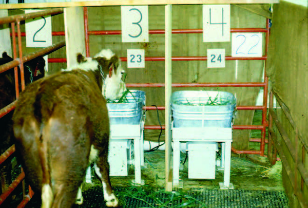 Decorative cover image of cow eating during experiment