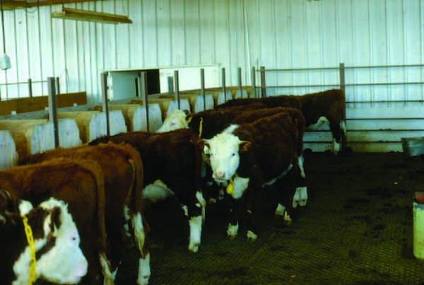 Decorative cover image of cows in a pen