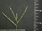 Photo of crabgrass seedhead