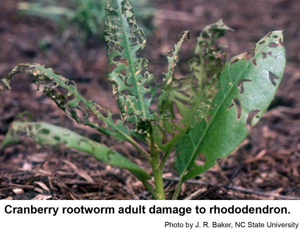 Cranberry rootworm adult damage to rhododendron.