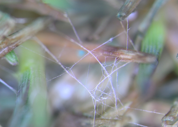 Common sign of cream leaf blight activity (mycelium).