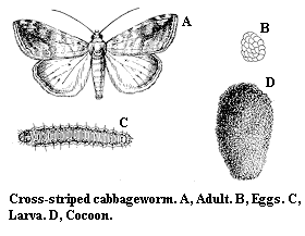 Cross-striped cabbageworm. A. Adult. B. Eggs. C. Larva. D. Cocoo