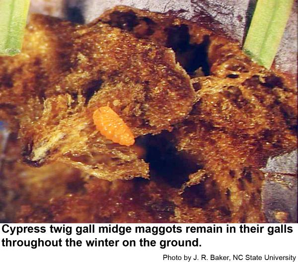 Cypress twig gall midge maggots remain in their galls throughout the winter on the ground