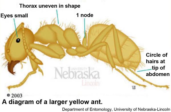 larger yellow ant
