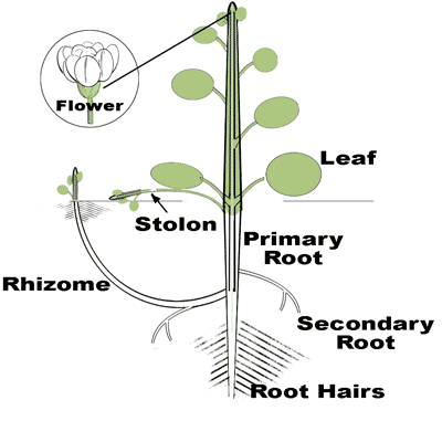 Drawing of a broadleaf plant structure