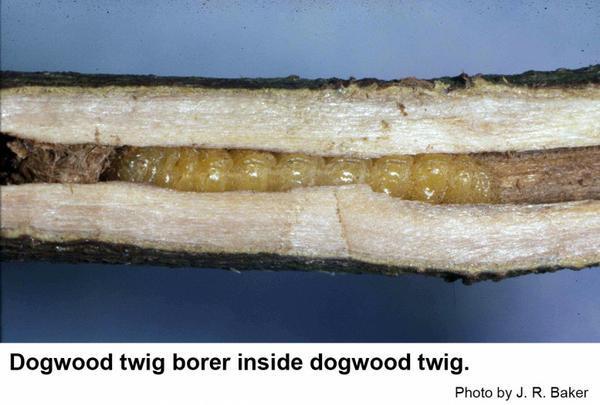 Dogwood twig borer inside dogwood twig.