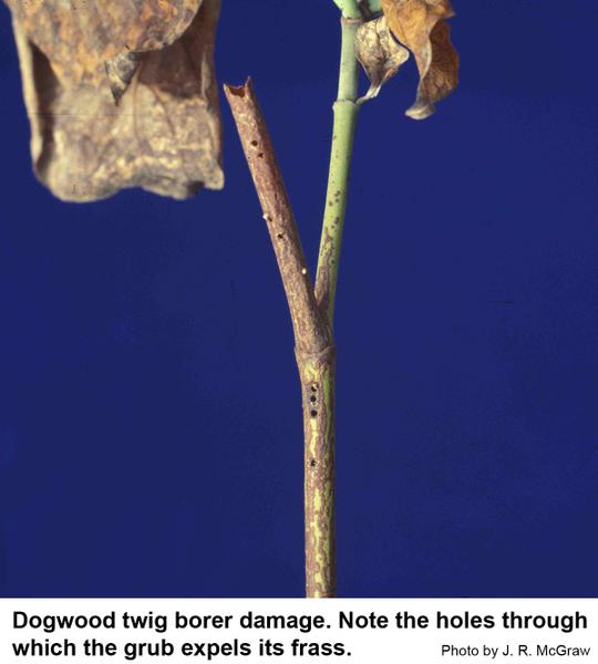 Dogwood twig borer damage. Note the holes through which the grub expels its frass.