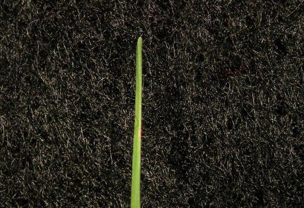 Figure 4. Bermudagrass leaf blade.
