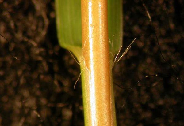 Figure 10. Bermudagrass sheath.