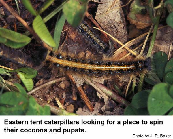Eastern tent caterpillars crawl about looking for a place to pup
