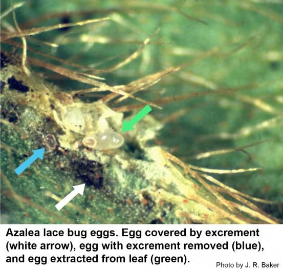Azalea lace bug eggs. Egg covered by excrement (white arrow), egg with excrement removed (blue arrow), and egg extracted from leaf (green arrow)