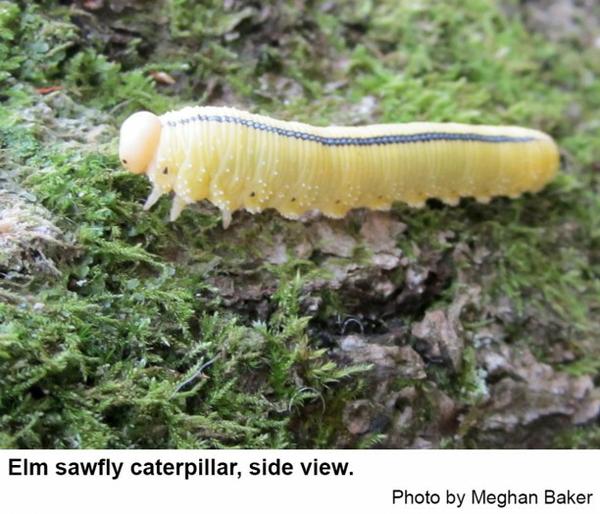 Elm sawfly caterpillar side view