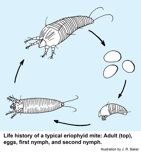 Illustration of life history of a typical eriophyid mite: Adult (top), eggs, first nymph, and nymph