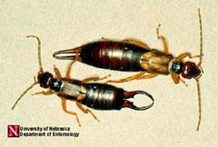 Dorsal view of two earwigs