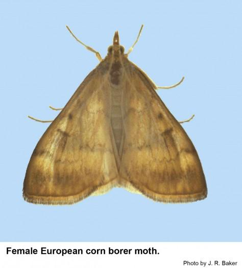Dorsal view of a female European corn borer moth
