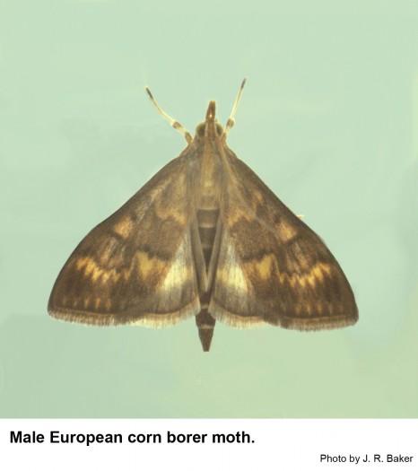 Dorsal view of a male European corn borer moth