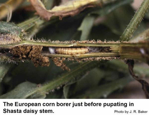 The European corn borer just before pupating in Shasta daisy stem.